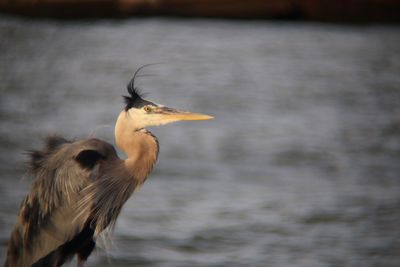 View of a bird