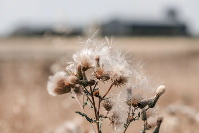 Close-up of wilted plant