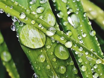 Close-up of raindrops on leaves