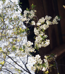 Close-up of white flowering plant