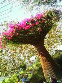 Pink flowers on tree