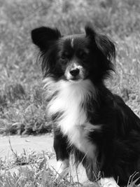 Portrait of dog sitting on field