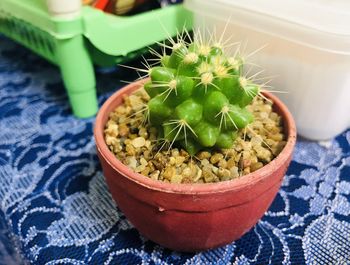 High angle view of potted plants