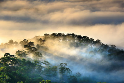 Panoramic view of trees on landscape against sky