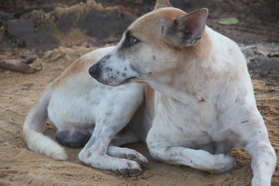 View of a dog looking away