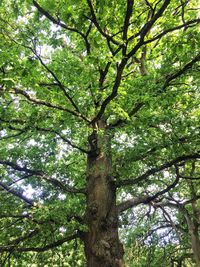 Low angle view of tree in forest