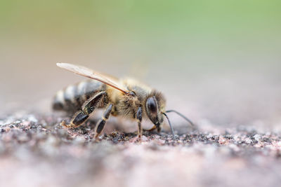 Close-up of bee on rock