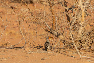 View of a bird on a field