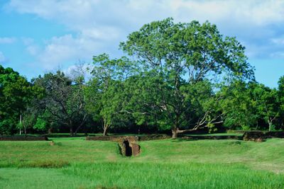 Trees on field against sky