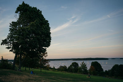 Trees on field against sky during sunset