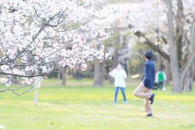 Full length of cherry blossoms in park