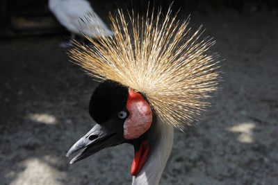 Close-up of a bird