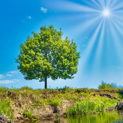 Trees on field against blue sky