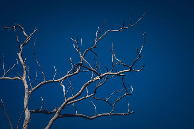 Low angle view of tree against blue sky