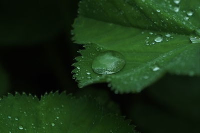 Close-up of water drops on plant leaves