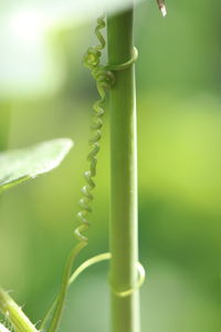 Close-up of green leaf