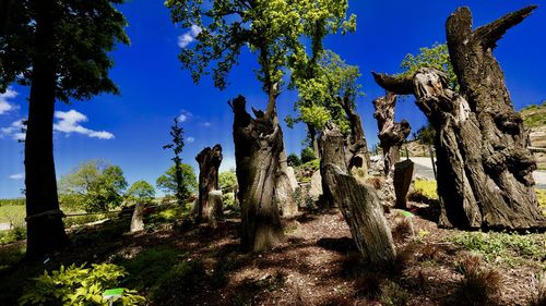 Trees on landscape against blue sky