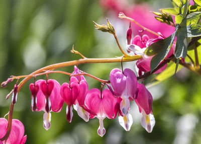 Close-up of pink flowering plant