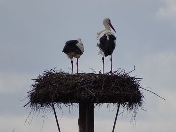 Low angle view of bird perching on nest against sky