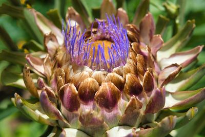 Close-up of purple flowering plant