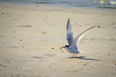 Seagull flying over beach