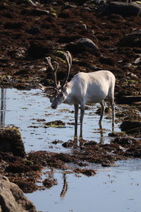 White reindeer standing in a sea 