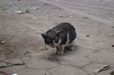 High angle view of a cat on footpath