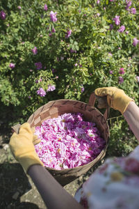 Midsection of woman holding pink flowers in basket