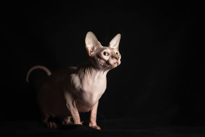 Close-up of cat against black background