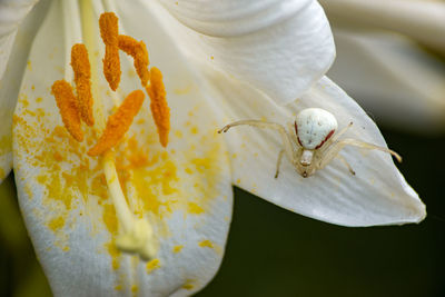 Close-up of white flower