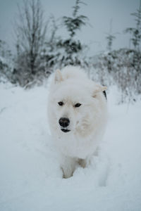 Dog in the snow.