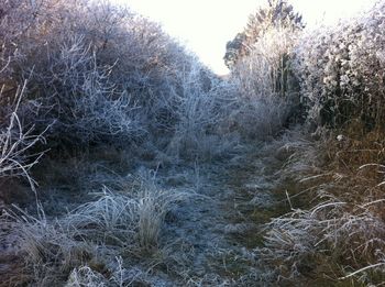 Close-up of frozen plants on land