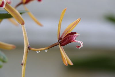 Close-up of wilted flower bud