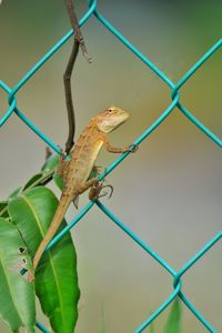 Close-up of lizard on chainlink fence