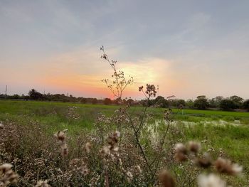 Scenic view of field against sky during sunset