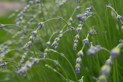 Close-up of purple flowering plants on field