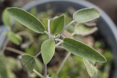 Close-up of fresh green leaves