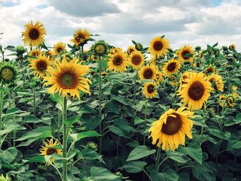 Sunflowers blooming on field against sky