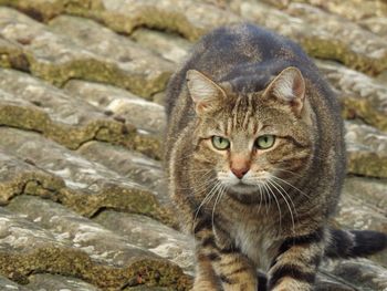 Close-up portrait of cat