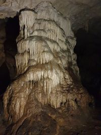 Low angle view of tree trunk