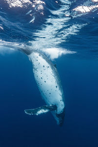 Low section of man swimming in sea