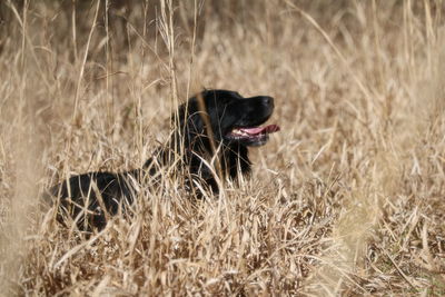 Close-up of dog on field