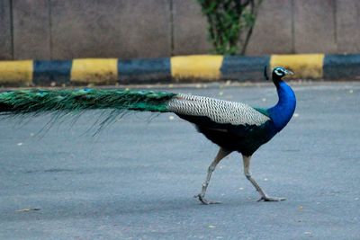 Side view of a bird on the road