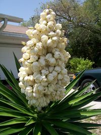 Close-up of bouquet of plant