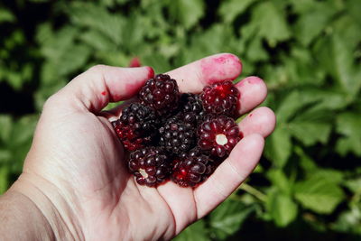 Cropped image of person holding blackberries