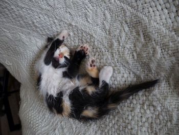 Close-up of cat
