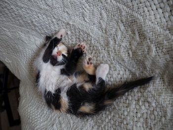 High angle view of kitten sleeping on sofa