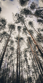 Low angle view of trees in forest against sky