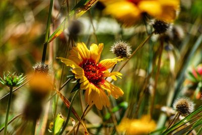 Close-up of bee pollinating on yellow flowering plant