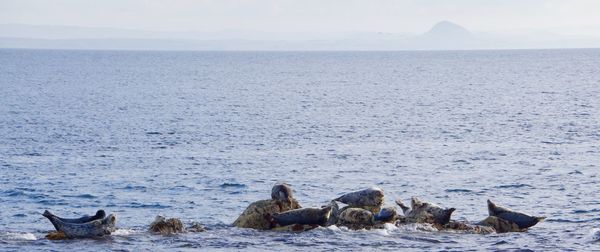 Seals on rock formation in sea against sky